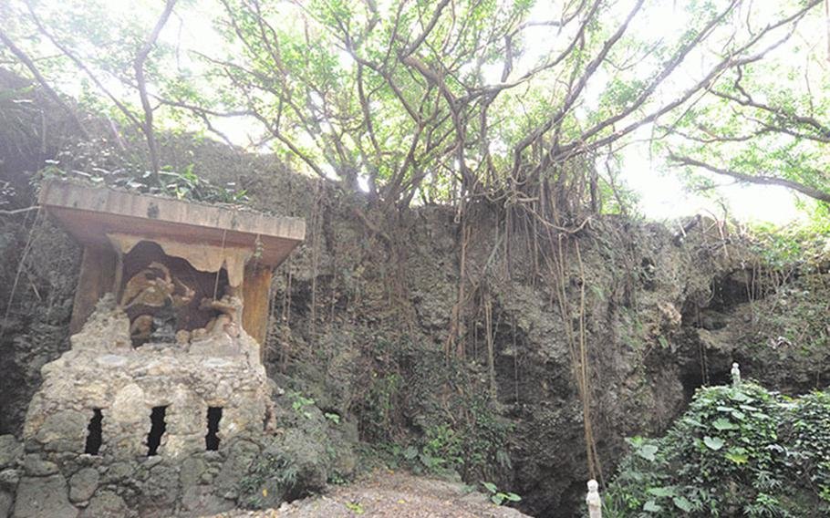 🌳 슈리 긴조의 큰 아카기 나무 (슈리킨조노 오오아카기) 이미지 4